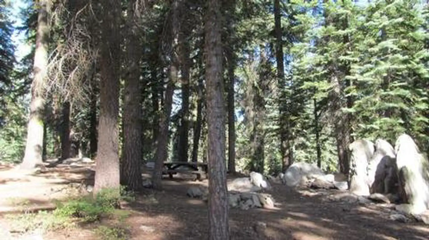 Quaking Aspen — QUAKING ASPEN