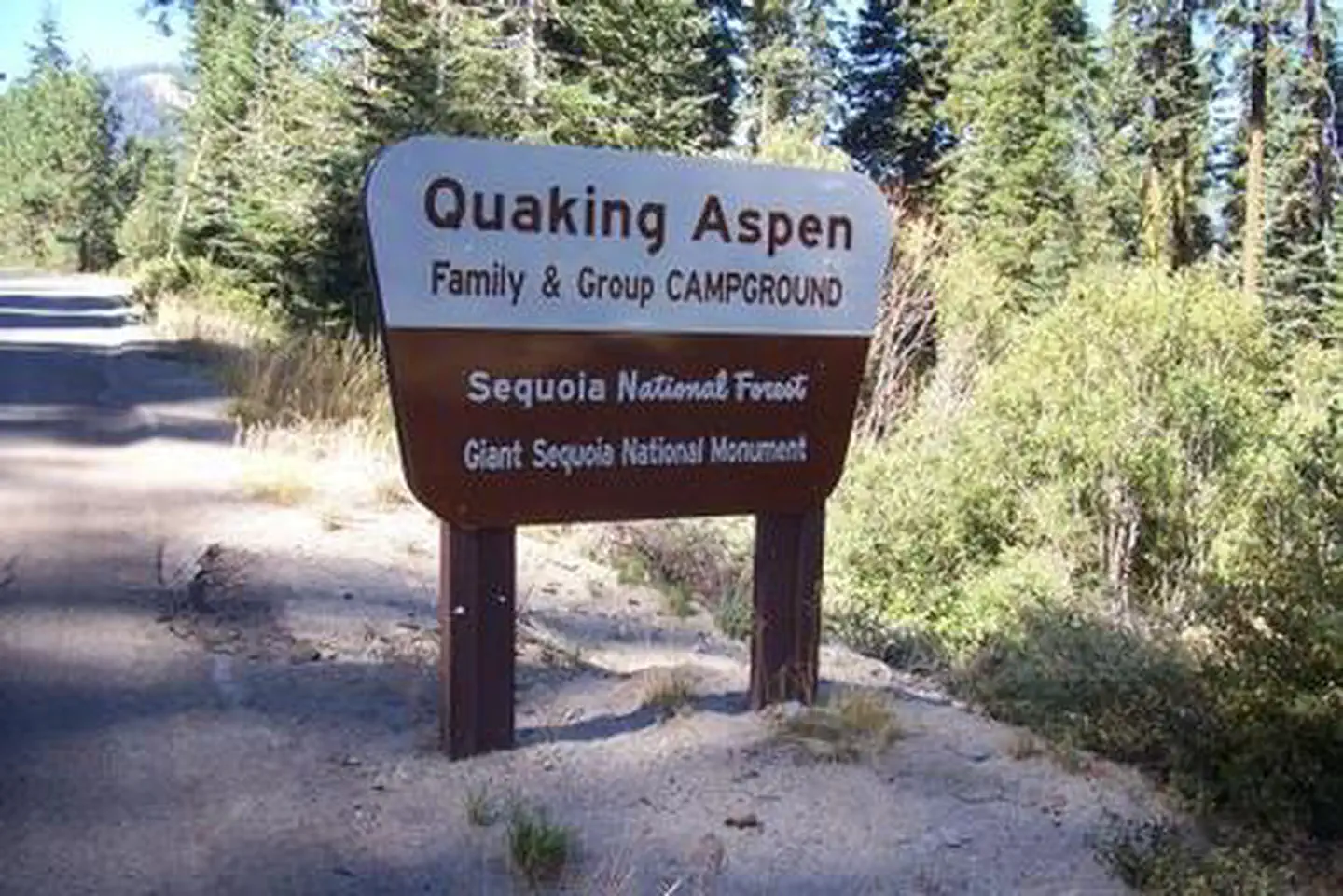 Quaking Aspen — QUAKING ASPEN