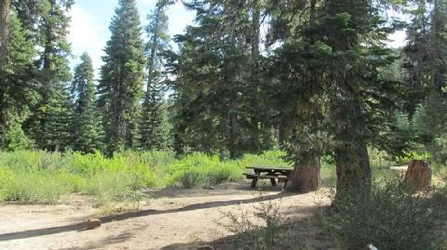 Quaking Aspen — QUAKING ASPEN