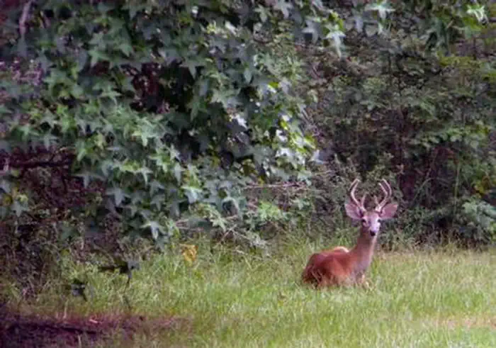 Whitetail Ridge Campground — WHITETAIL RIDGE