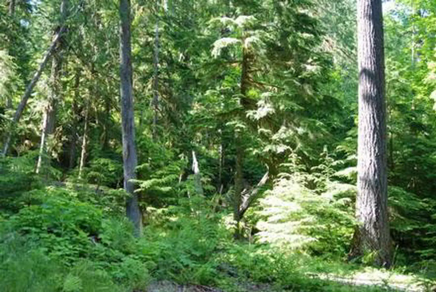 North Fork Elk Group Camp — North Fork Elk Group Camp