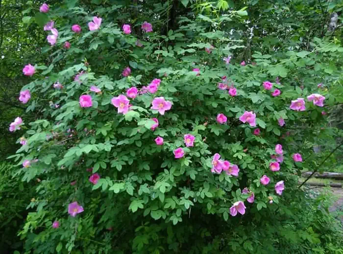 Big Hank — Wild Roses at Big Hank Campground