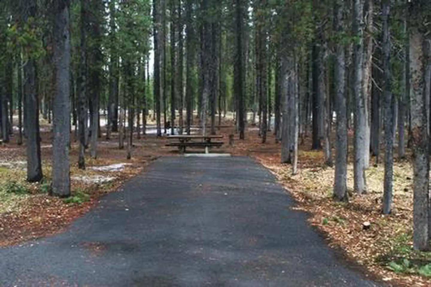 Broken Arrow Campground — Flat paved camping spur with picnic table in shady conifer forest.