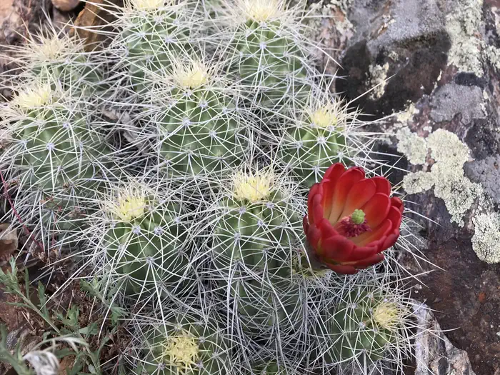 Stevens Creek Campground — A Hedgehog cactus blooms after a winter with a healthy snowpack.