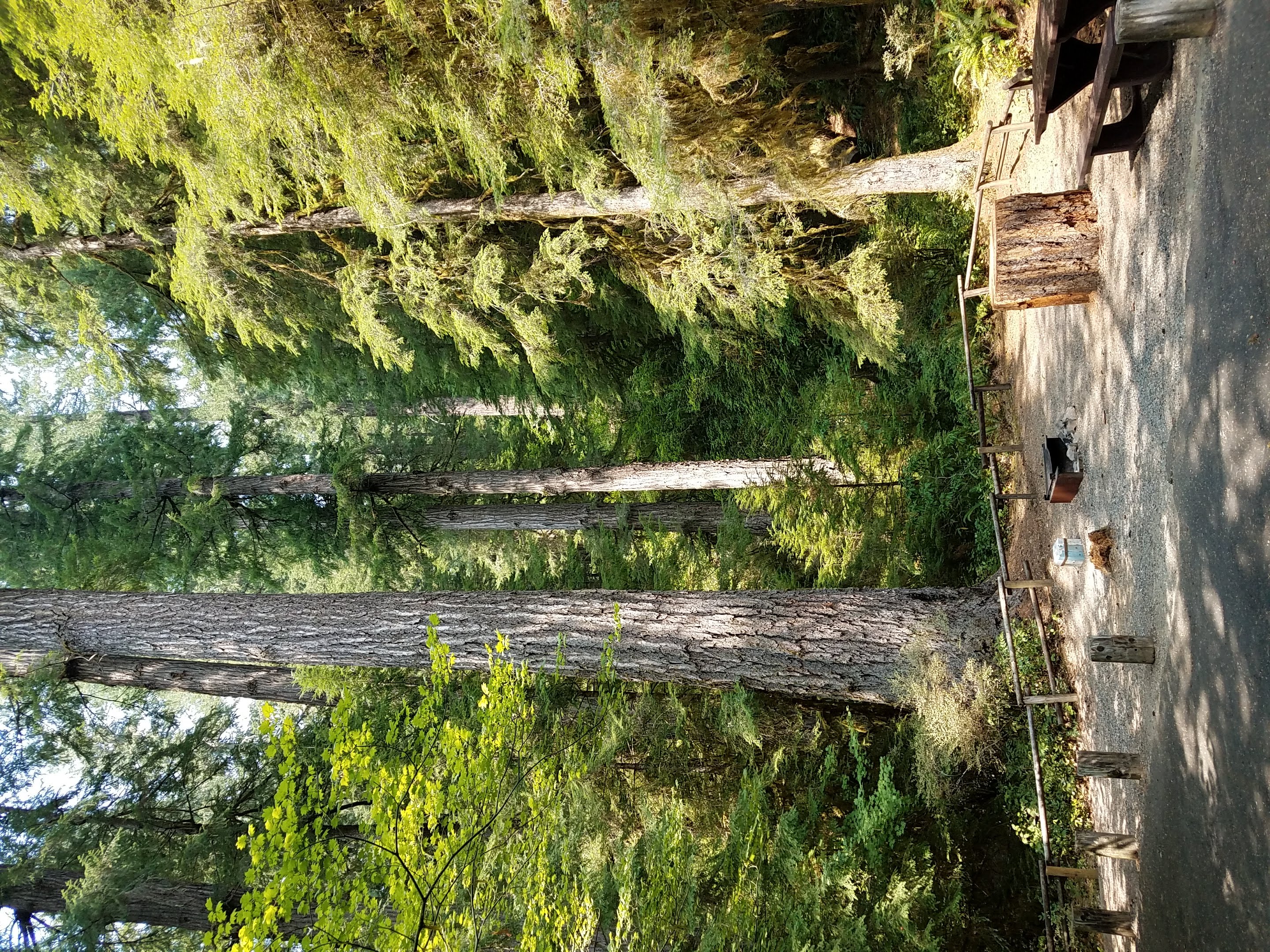 Yellowbottom Recreation Site — Campsite at Yellowbottom Recreation Site