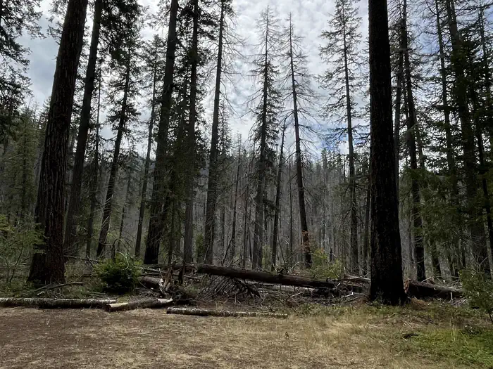 Humbug Campground — Beautiful trees 