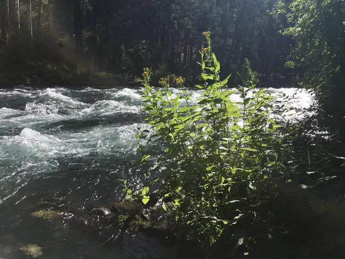 Monty Campground — The Metolius River runs cold and clear next to Monty Campground