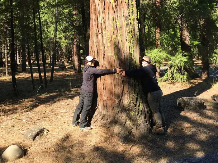Monty Campground — Large tree with two people for reference