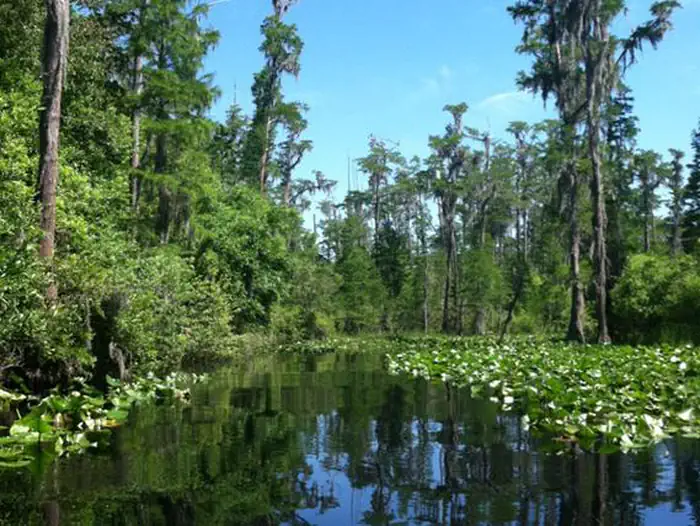 Okefenokee National Wildlife Refuge Camping — Tree-lined waterway with dark water and spatterdock on the edges of the waterway. Bright blue sky with very few clouds in the background