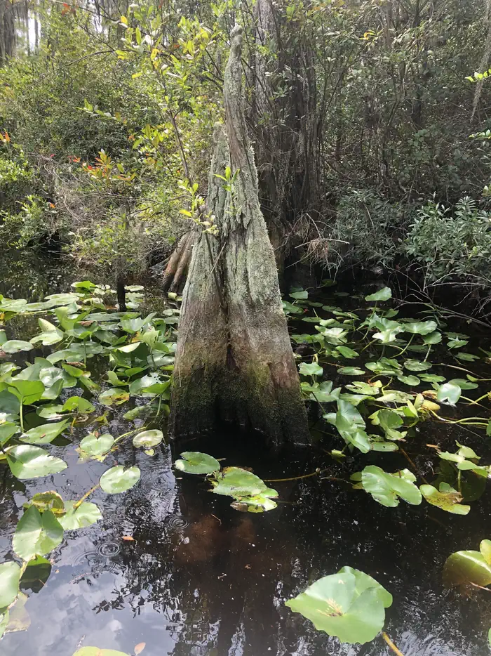 Okefenokee National Wildlife Refuge Camping — Base of cypress tree with water lilies on top of the water