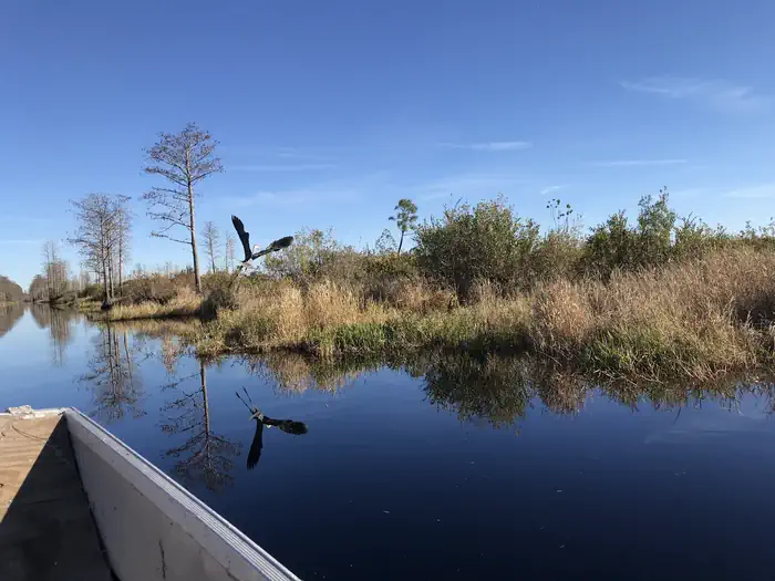 Okefenokee National Wildlife Refuge Camping — Bird flying over water reflecting blue sky