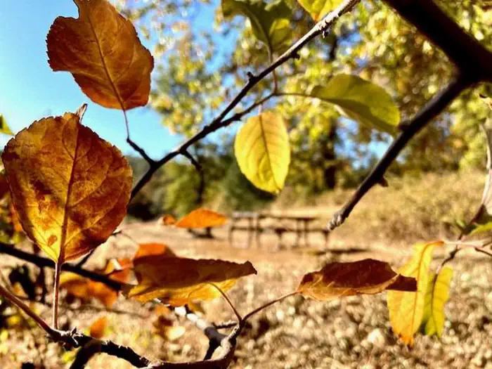 Nelson Point — Fall