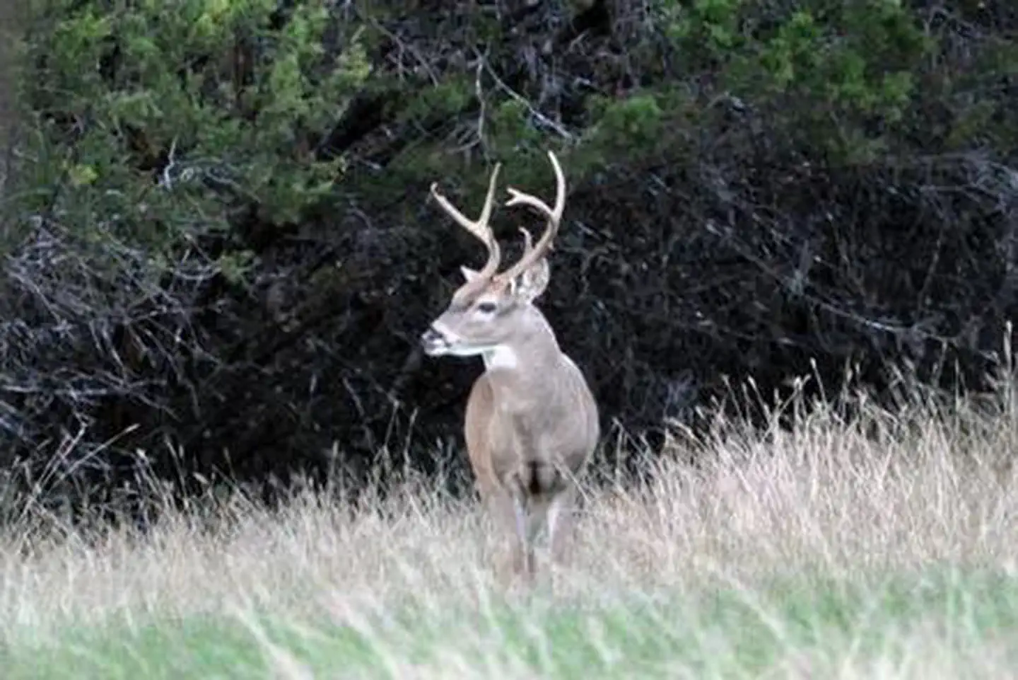 Lofers Bend West — LOFERS BEND WEST-DEER