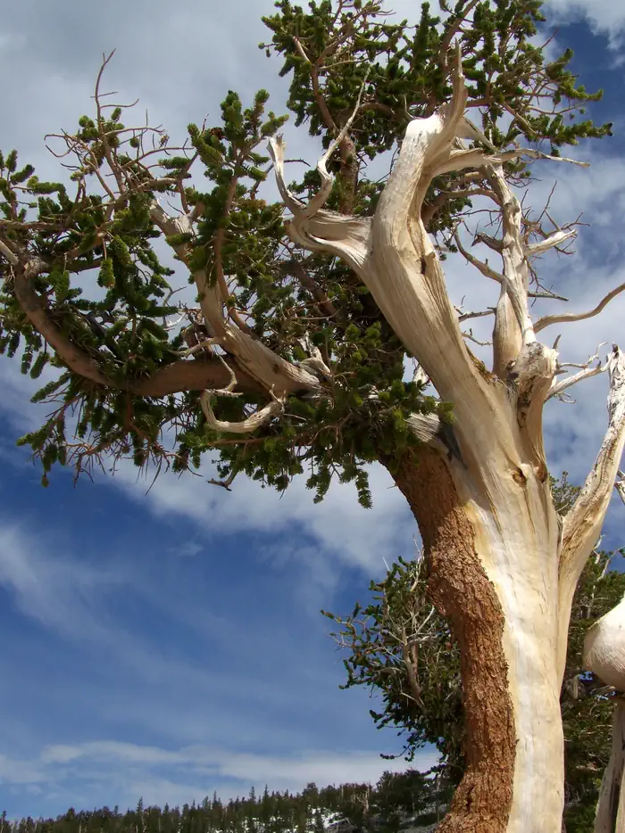 Lower Lehman Creek Campground — Ancient bristlecone pine with blue sky and clouds behind.