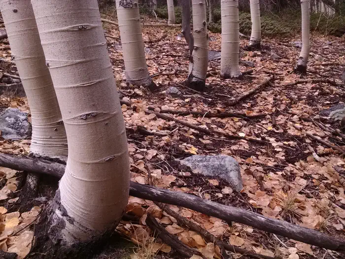 Lower Lehman Creek Campground — White aspen trunks and fallen leaves