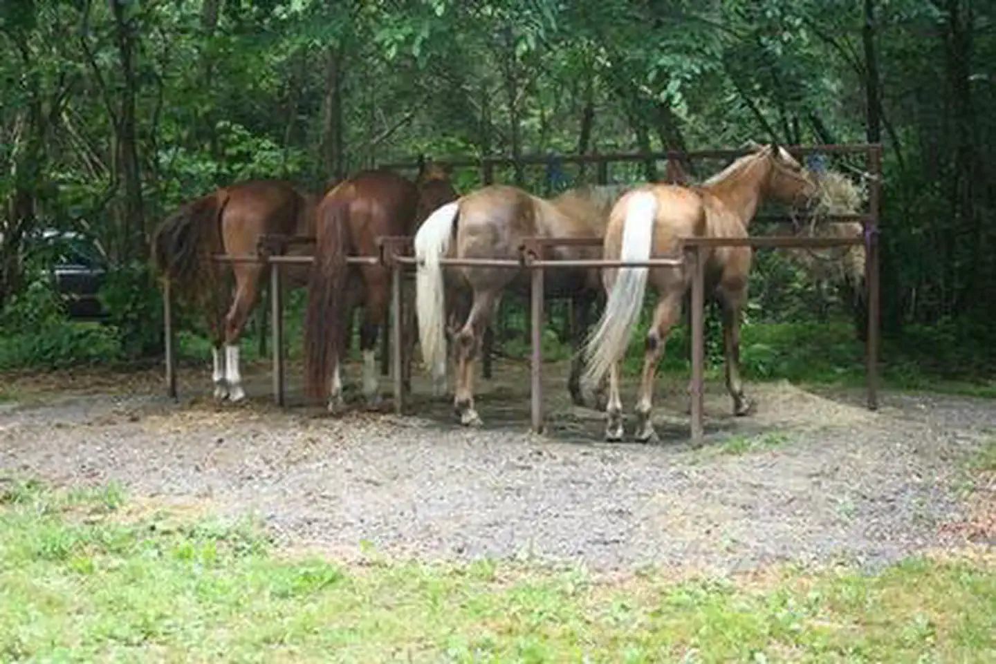 Cataloochee Horse Camp — Horses at the Cataloochee Horse Camp stalls