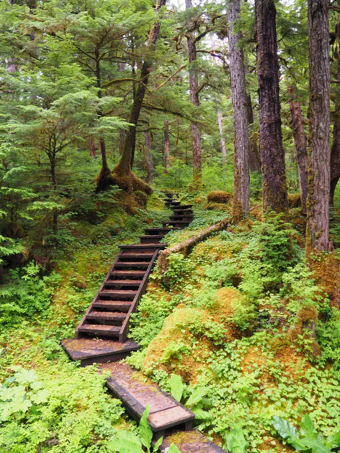 Frosty Bay Cabin — Wood steps forming a trail in trees with green undergrowth
