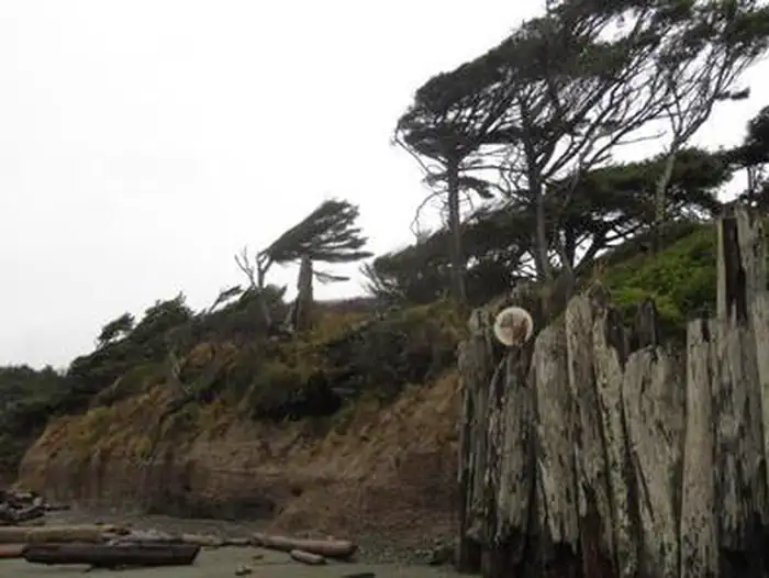 Kalaloch — An eroded beach bluff with a view of the trail leading from the beach to Kalaloch Campground. Windswept evergreen trees rise on the bluff above.