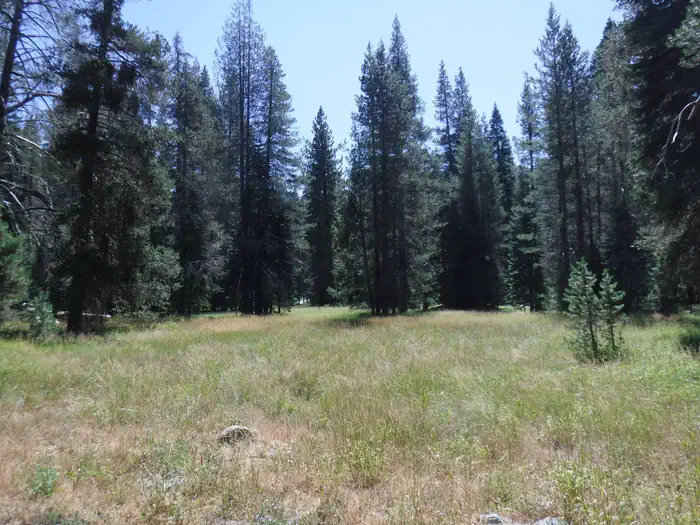 Chapman Creek Campground — Chapman Meadow