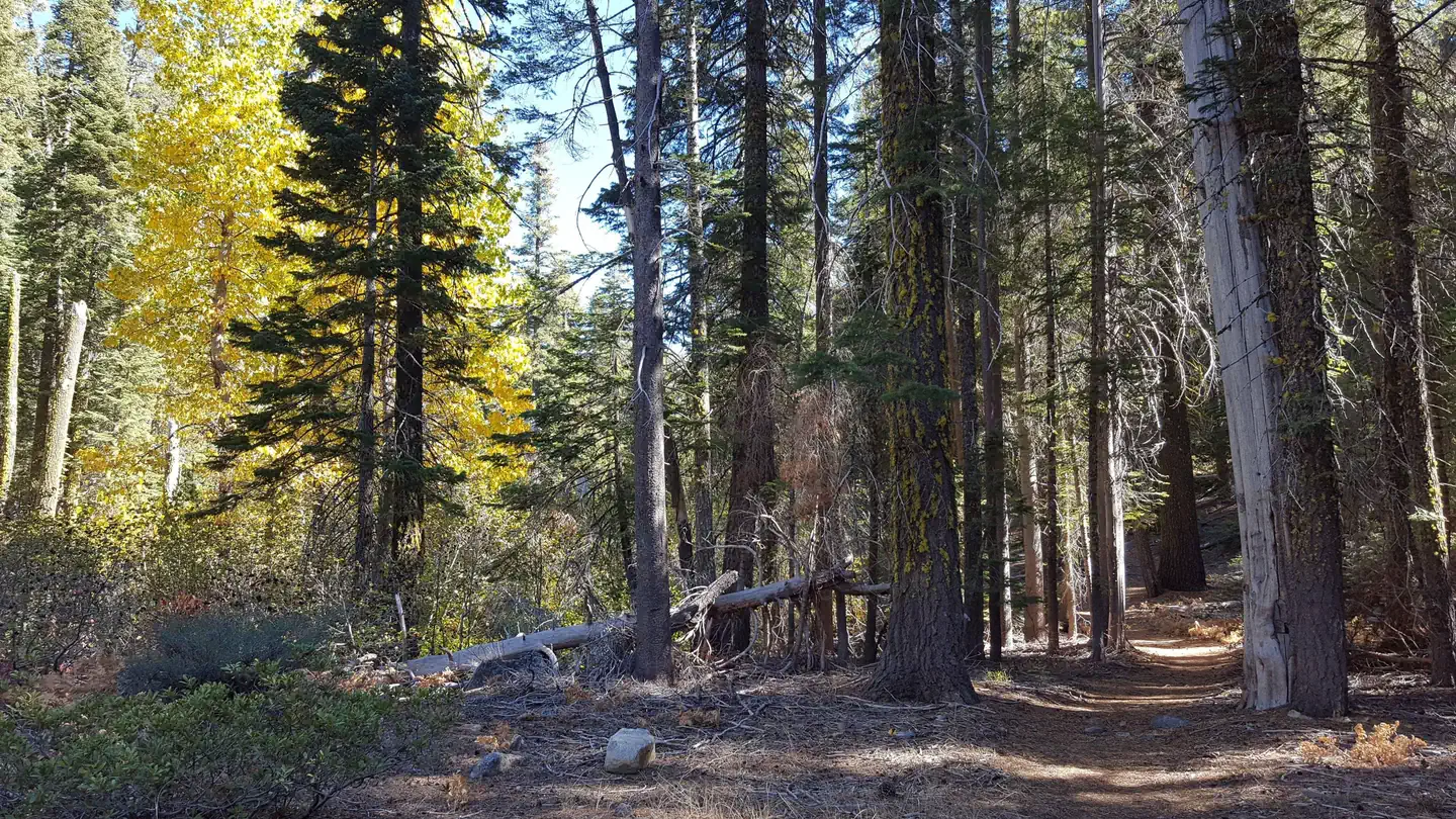 Chapman Creek Campground — Chapman Creek Trail