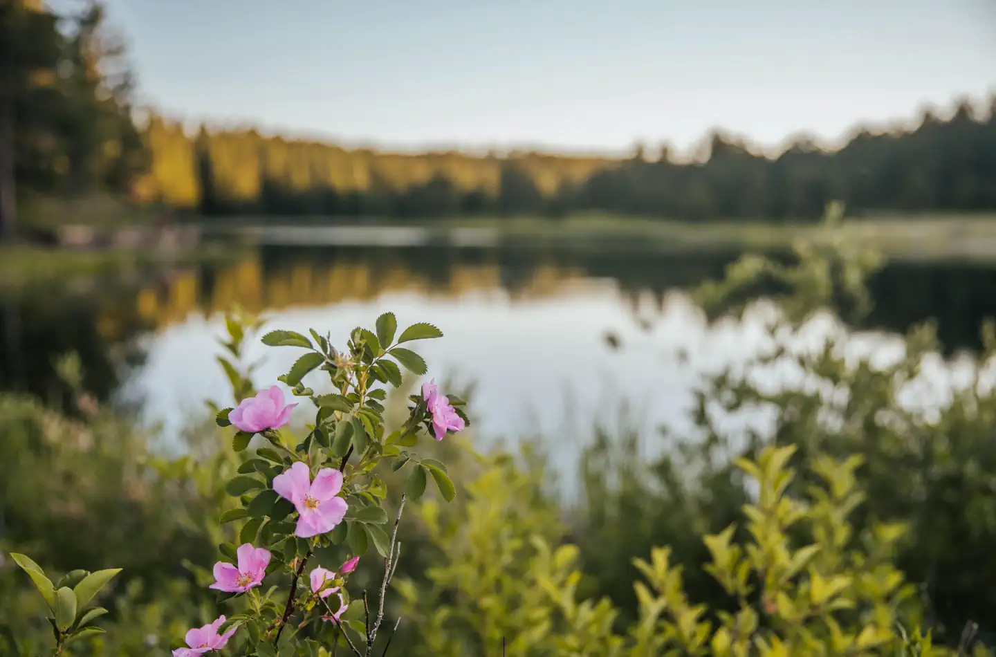 Roubaix Lake — Wild flowers at Roubaix Lake