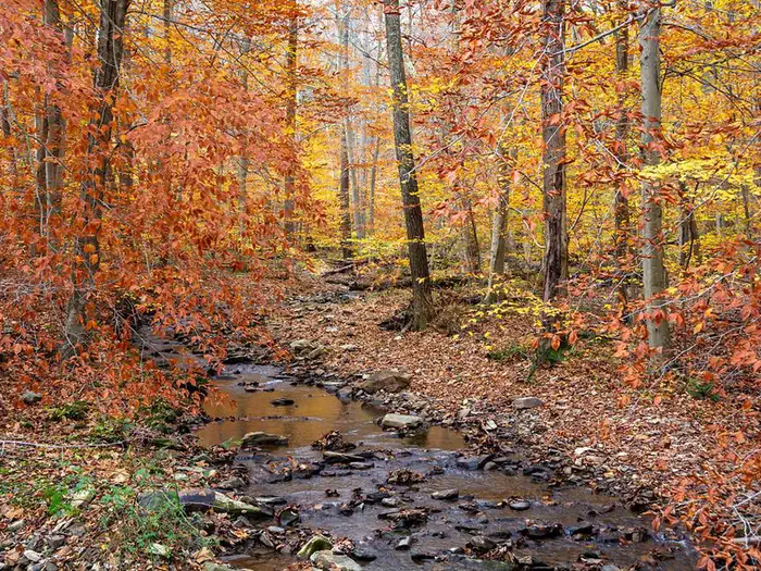Owens Creek Campground — Small rocky creek lined with trees in orange and gold foliage.
