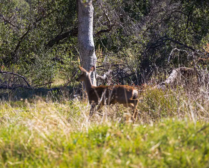 Upper Oso Campground — Deer at camp