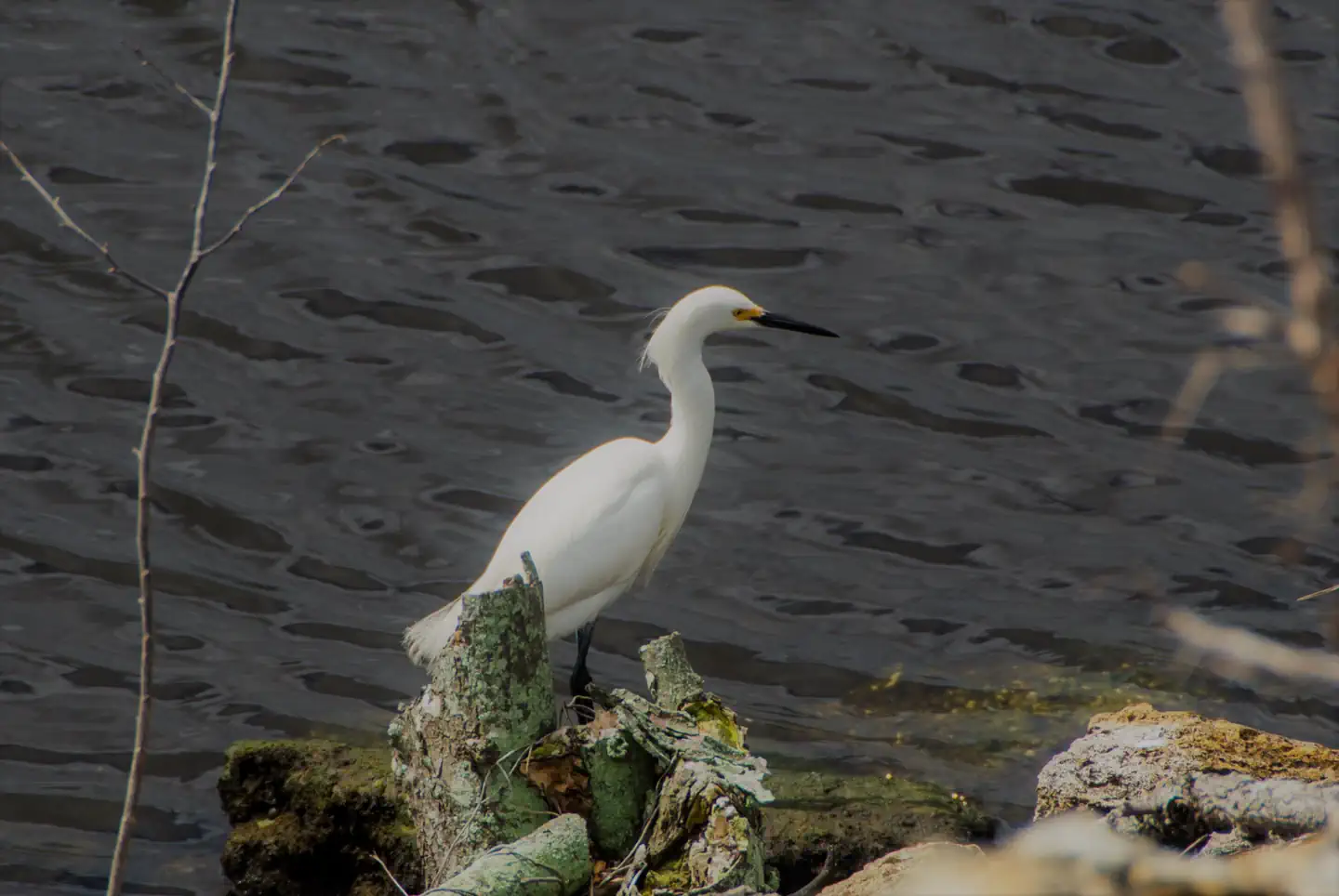 St Lucie South — Snowy Egret on shoreline