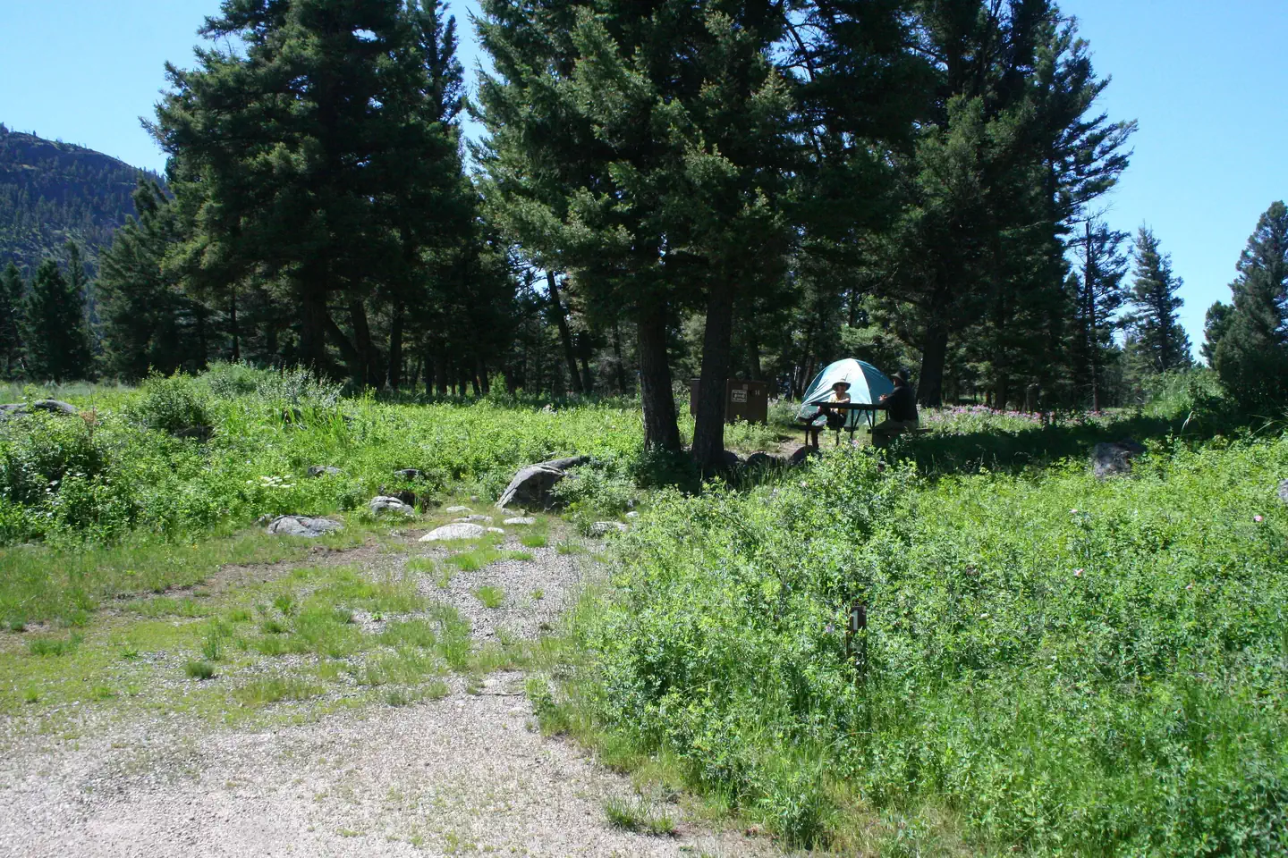 Slough Creek Campground — A tent nestled among trees at Slough Creek Campsite #14