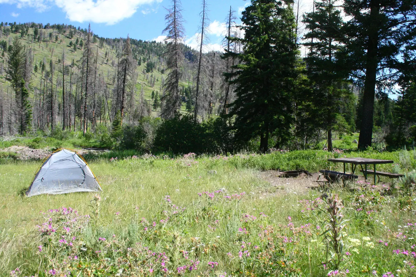 Slough Creek Campground — Magenta-pink fireweed flowers surround a blue tent at Slough Creek Campground Site #4
