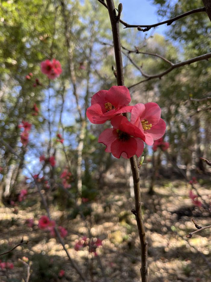 Dillon Creek Campground — Flowering Quince, Feb 2026