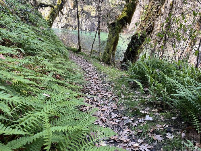 Dillon Creek Campground — Trail to the creek in Feb 2026