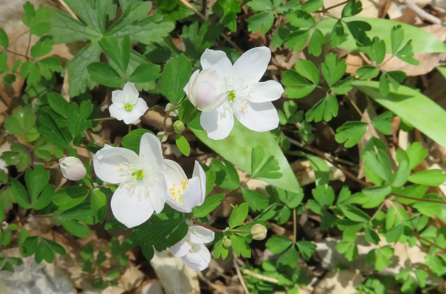 Chippewa NF Campground — Spring wildflowers
