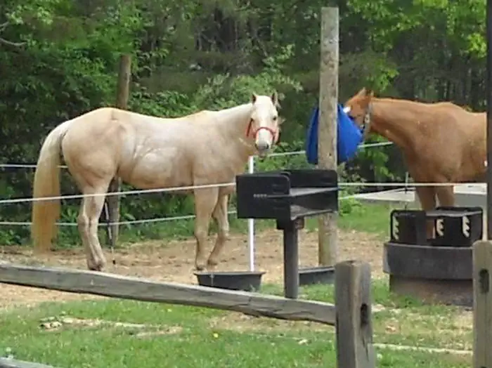 Canebrake Horse Camp — CANEBRAKE HORSE CAMP - Site 19
