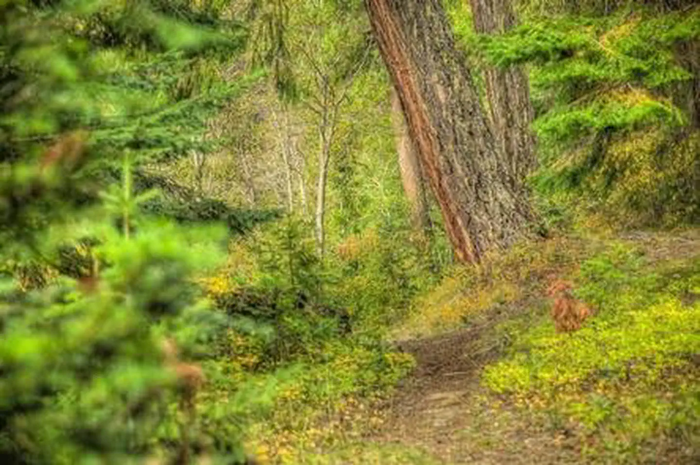 Cedar Springs Campground (wa) — CEDAR SPRINGS CAMPGROUND (WA)