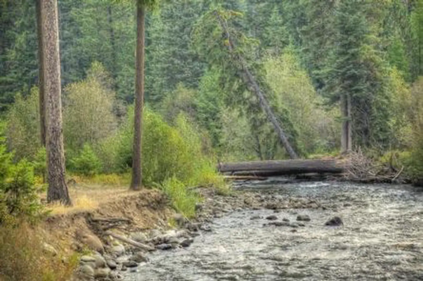 Cedar Springs Campground (wa) — CEDAR SPRINGS CAMPGROUND (WA)