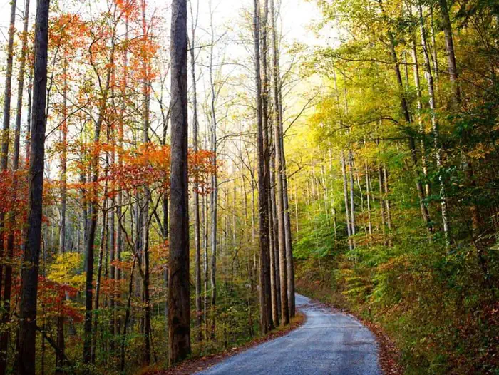 Big Creek Group Camp — Big Creek Road