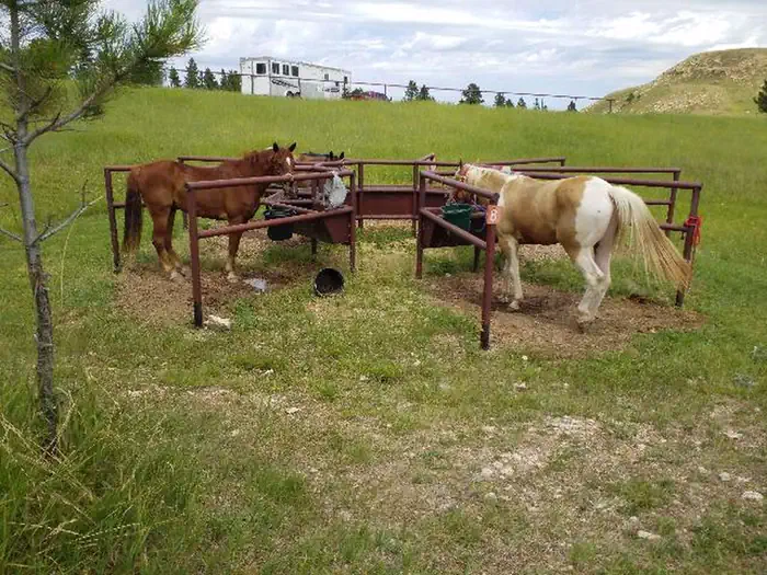 Sundance Horse Camp — Horses using Feeder