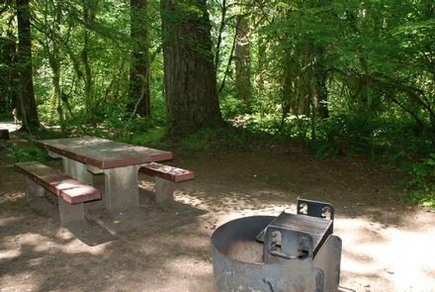 Paradise In Oregon — PARADISE IN OREGON
