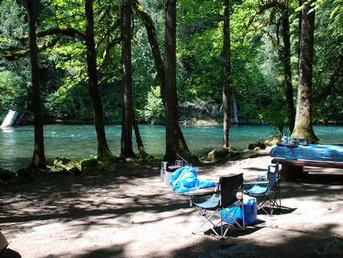 Paradise In Oregon — Paradise Tree