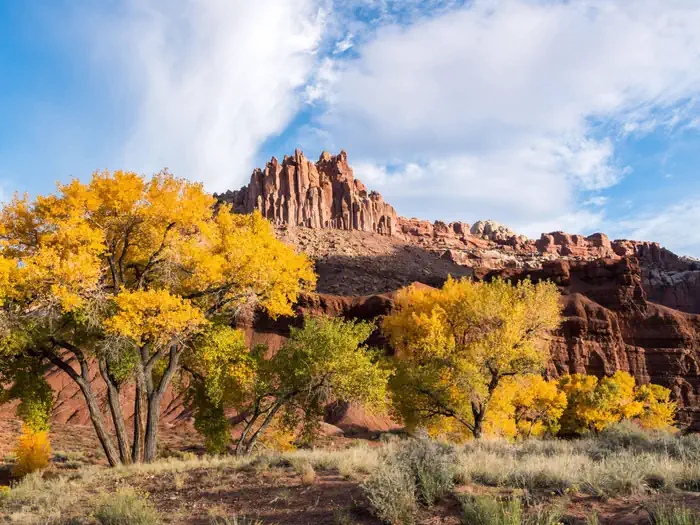 Fruita Campground — Trees with yellow leaves are centered in the image. Red rock formations rise above the treetops towards a blue sky with puffy clouds. Red clay and desert brush make up the foreground.