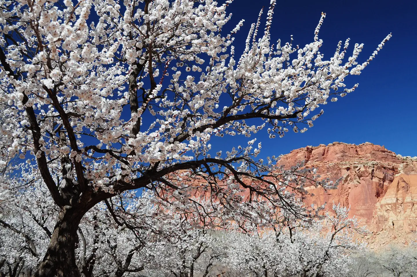 Fruita Campground — A singular tree with white flowers on it is the focus, many similar trees are behind it. In the background is a red rock cliff. The sky is a rich blue.