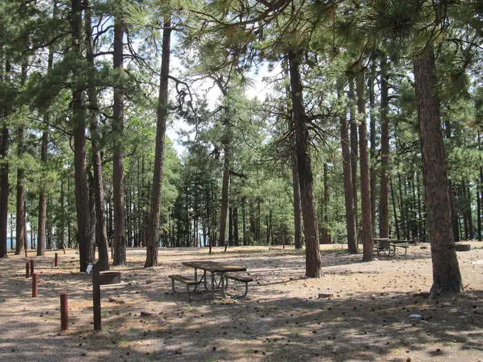 Gentry Group Campground — Overview of Gentry Campground showing campsites among pine forest