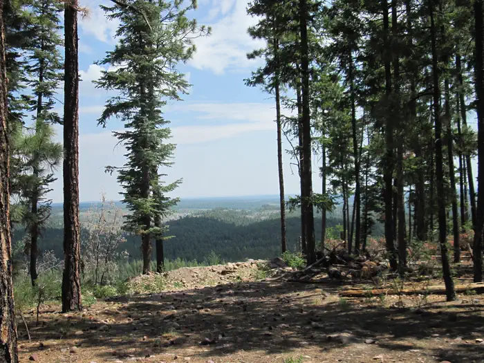 Gentry Group Campground — View of forest in foreground with forested hills in the background