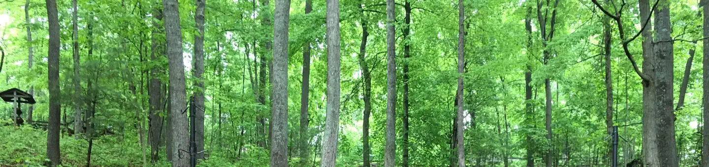 Cardens Bluff Campground
