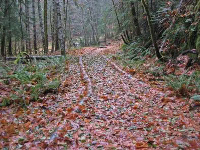 Ohanapecosh Campground — OHANAPECOSH CAMPGROUND HIKING