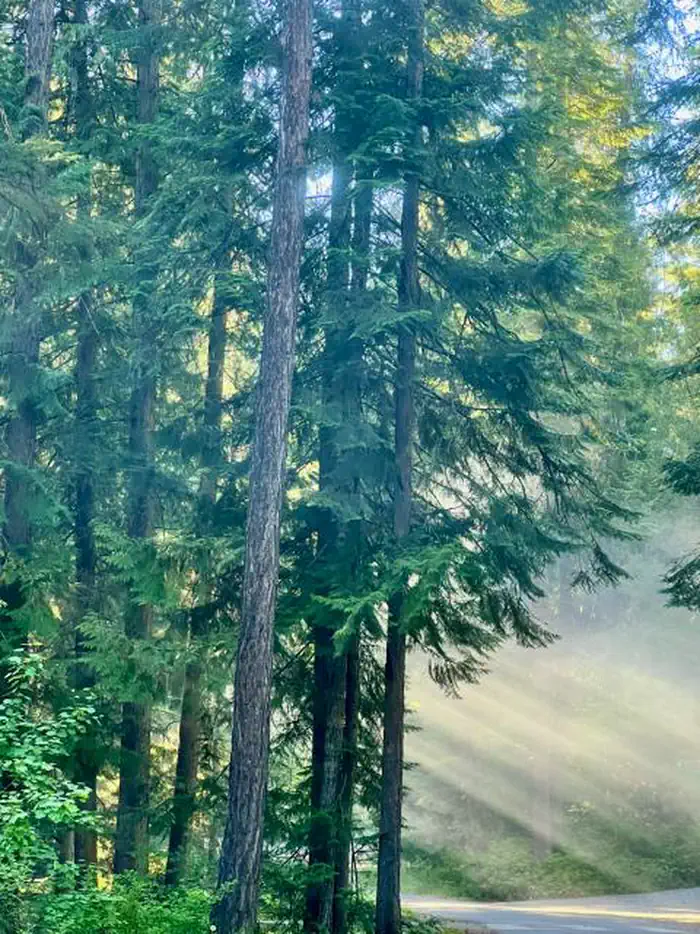 Riley Creek Campground — RILEY CREEK forest.