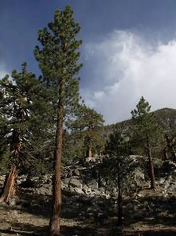 Green Creek Group — GREEN CREEK GROUP Scenery