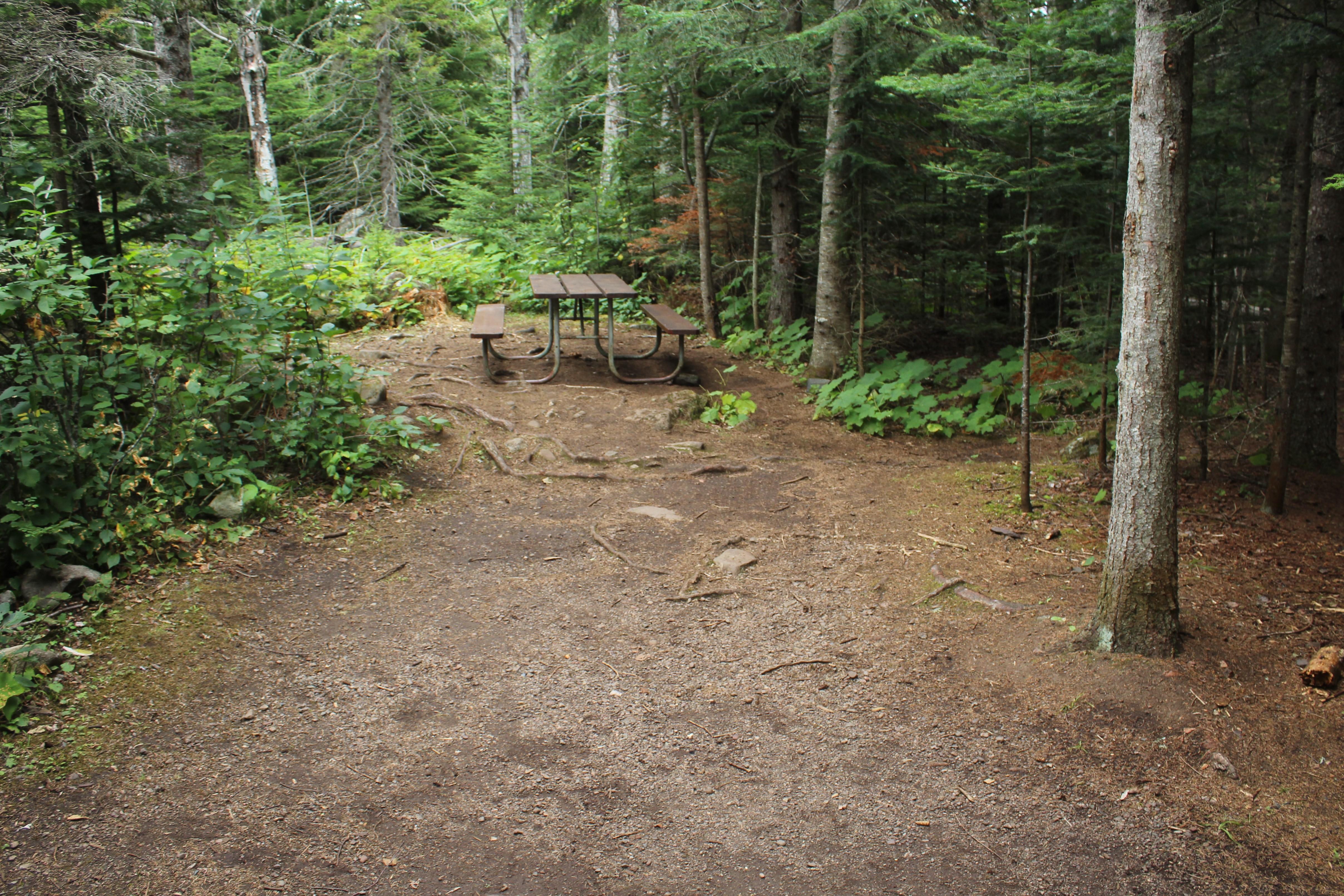 Daisy Farm Campground — Daisy Farm Campground Test Site #18