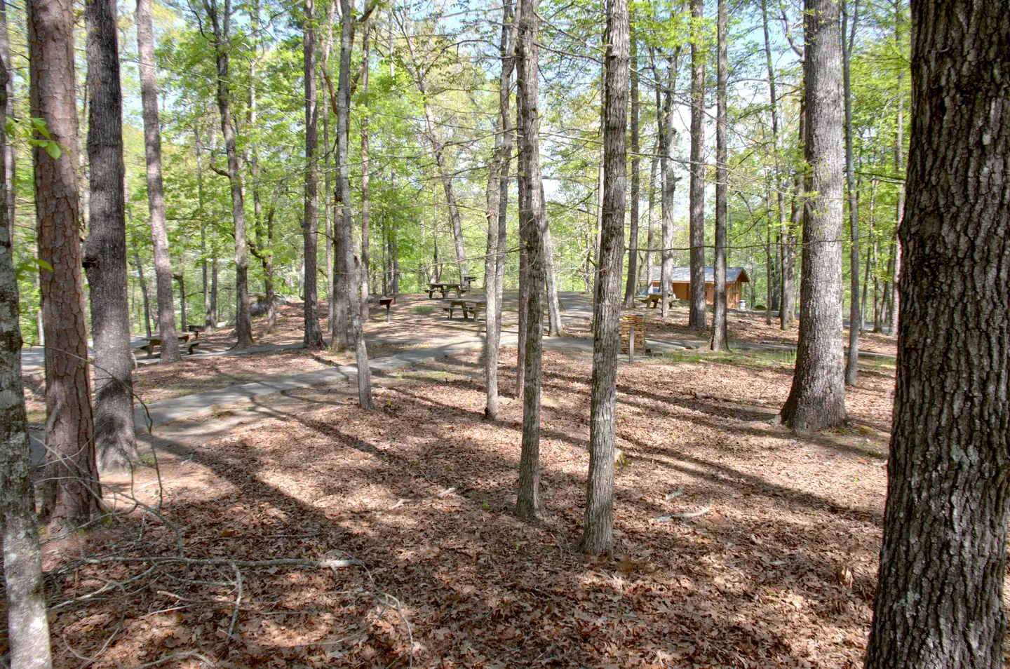 COOPER BRANCH No 2 DAY USE AREA (GA) β Cooper's Branch #2 Picnic Area.